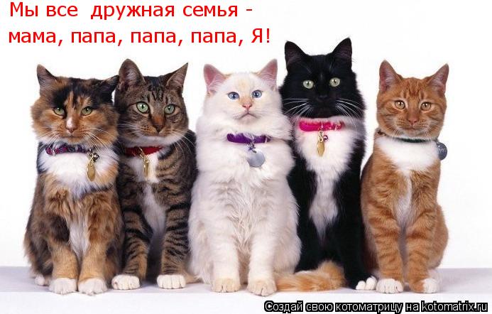 Котоматрица: Мы все  дружная семья - мама, папа, папа, папа, Я!