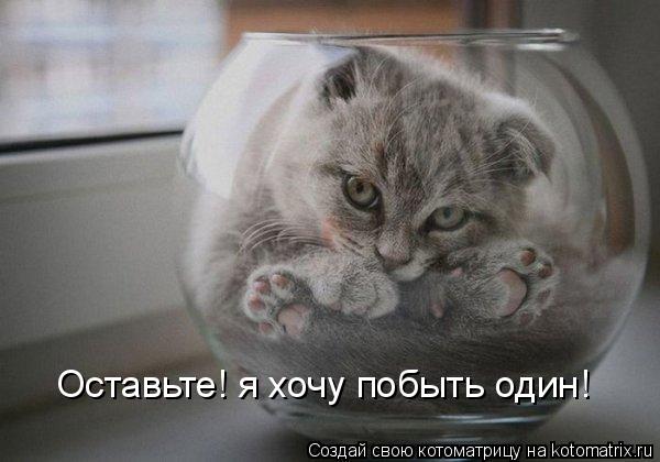 Котоматрица: Оставьте! я хочу побыть один!