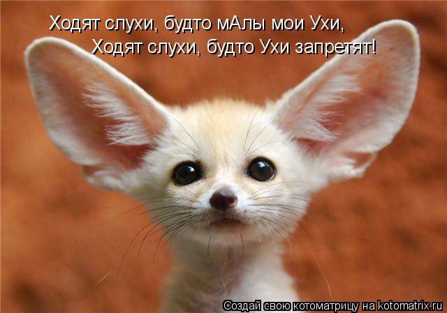 Котоматрица: Ходят слухи, будто мАлы мои Ухи, Ходят слухи, будто Ухи запретят!
