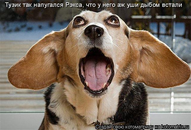 Котоматрица: Тузик так напугался Рэкса, что у него аж уши дыбом встали