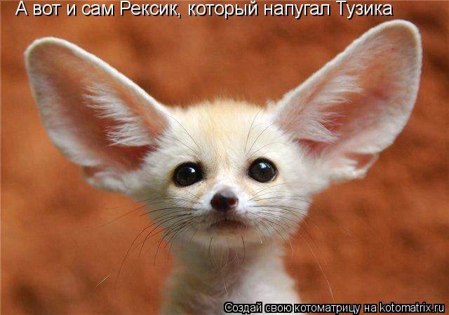 Котоматрица: А вот и сам рексик А вот и сам Рексик, который напугал Тузика