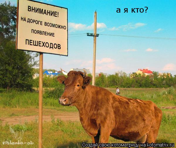 Котоматрица: а я кто?