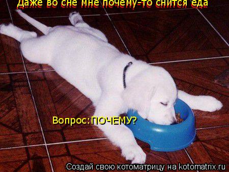 Котоматрица: Даже во сне мне почему-то снится еда Вопрос:ПОЧЕМУ? Даже во сне мне почему-то снится еда