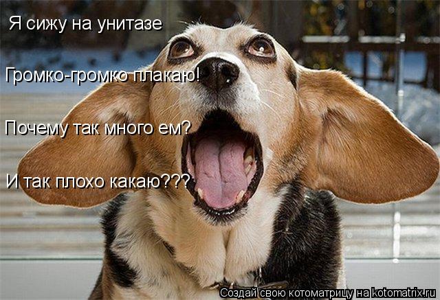 Котоматрица: Я сижу на унитазе Громко-громко плакаю! Почему так много ем? И так плохо какаю???