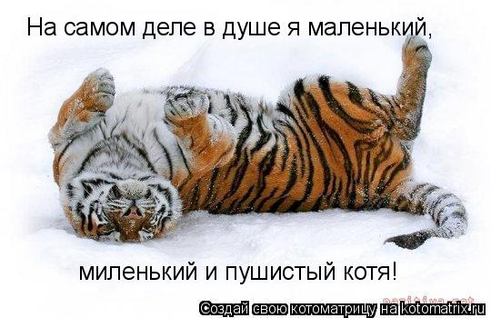 Котоматрица: На самом деле в душе я маленький, миленький и пушистый котя!