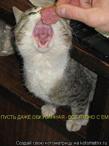 Котоматрица: ПУСТЬ ДАЖЕ ОБКУСАННАЯ - ВСЕ-РАВНО С`ЕМ