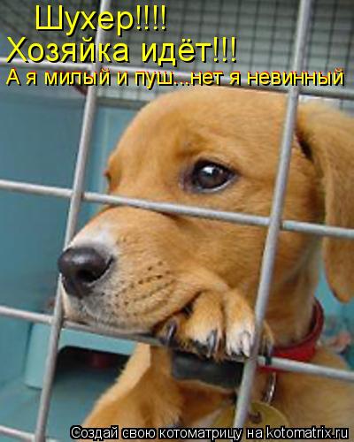 Котоматрица: Шухер!!!! Хозяйка идёт!!! А я милый и пуш...нет я невинный А я милый и пуш...нет я невинный