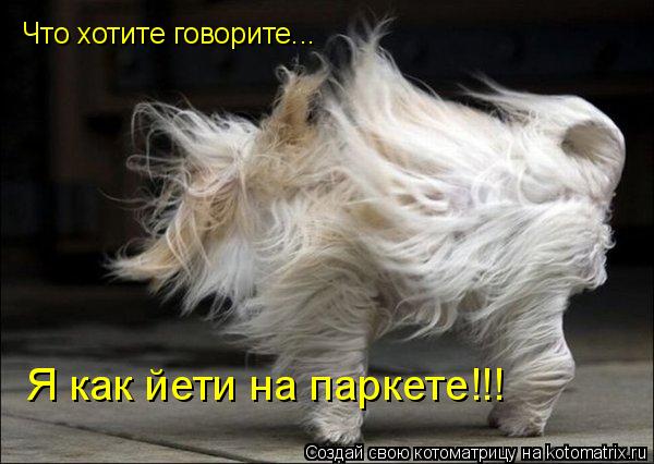 Котоматрица: Что хотите говорите...  Я как йети на паркете!!!