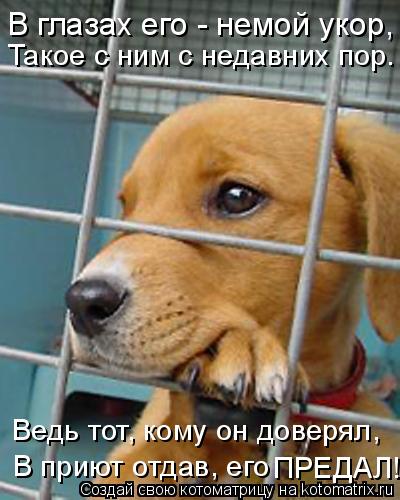 Котоматрица: Ведь тот, кому он доверял, В приют отдав, его ПРЕДАЛ! Такое с ним с недавних пор. В глазах его - немой укор,