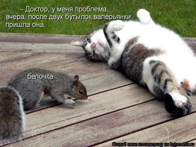Котоматрица: белочка - Доктор, у меня проблема, вчера, после двух бутылок валерьянки пришла она,