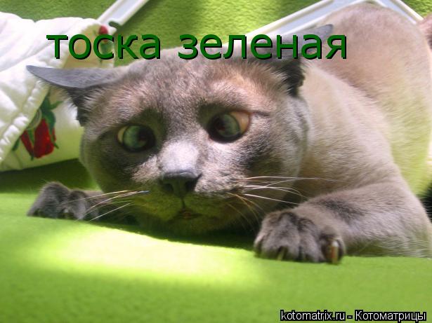 Котоматрица: тоска зеленая
