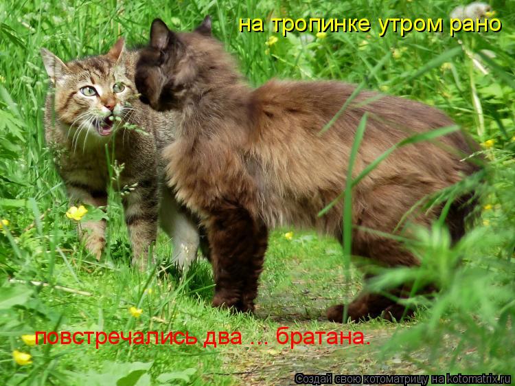 на тропинке утром рано повстречались два ... братана.... Котоматрица: на тропинке утром рано повстречались два ... братана.