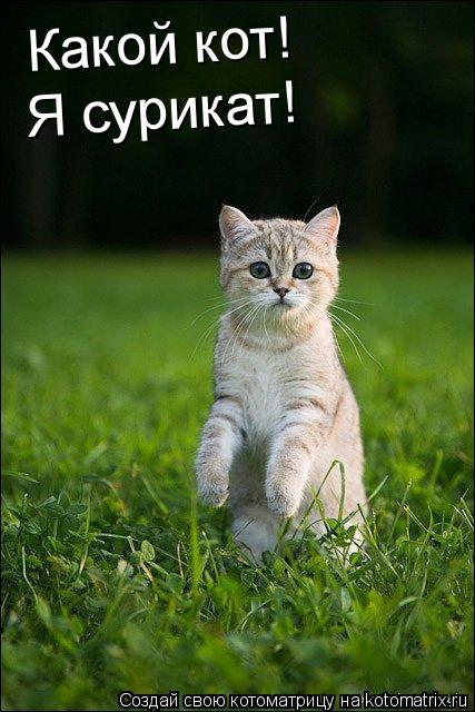 Котоматрица: Какой кот! Я сурикат!