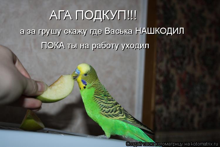 Котоматрица: АГА ПОДКУП!!! а за грушу скажу где Васька НАШКОДИЛ ПОКА ты на работу уходил