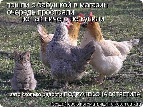 Котоматрица: пошли с бабушкой в магазин  очередь простояли но так ничего не купили зато сколько радости!ПОДРУЖЕК ОНА ВСТРЕТИЛА