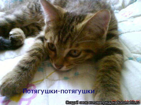 Котоматрица: Потягушки-потягушки