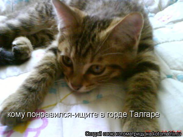 Котоматрица: кому понравился-ищите в горде Талгаре (зовут Барсик) кому понравился-ищите в горде Талгаре (зовут Барсик) кому понравился-ищите в горде Талг