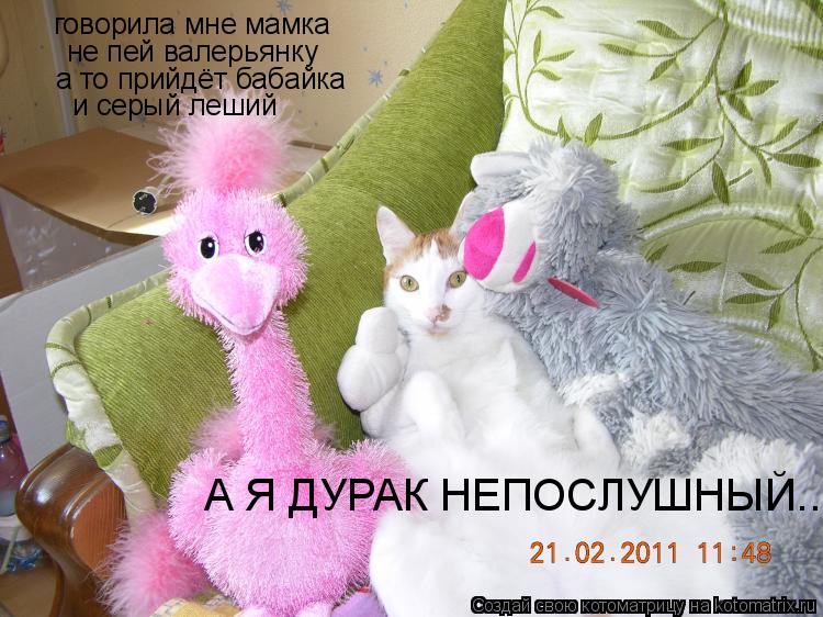 Котоматрица: говорила мне мамка не пей валерьянку а то прийдёт бабайка и серый леший А Я ДУРАК НЕПОСЛУШНЫЙ...