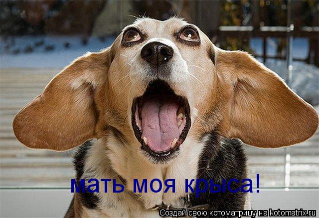 Котоматрица: мать моя крыса!