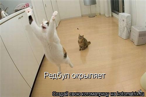 Котоматрица: Редбул окрыляет