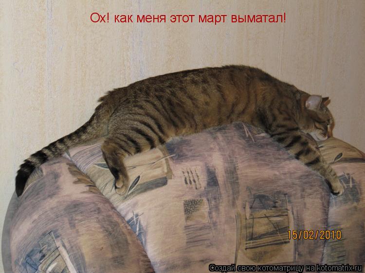 Котоматрица: Ох! как меня этот март выматал!