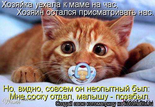 Котоматрица: Хозяйка уехала к маме на час, Хозяин остался присматривать нас. Но, видно, совсем он неопытный был: Мне соску отдал, малышу - позабыл.
