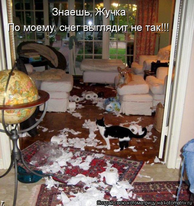 Котоматрица: Знаешь, Жучка По моему, снег выглядит не так!!!
