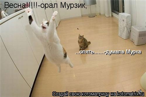 Котоматрица: Весна!!!!!-орал Мурзик, ...опять.......-думала Мурка