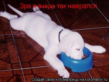 Котоматрица: Зря я вчера  Зря я вчера так нажрался Зря я вчера так нажрался
