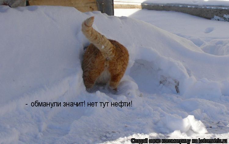 Котоматрица: обманули значит! нет тут нефти! -
