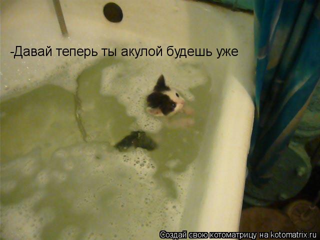 Котоматрица: -Давай теперь ты акулой будешь уже