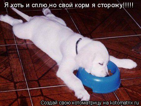 Котоматрица: Я хоть и сплю,но свой корм я сторожу!!!!!