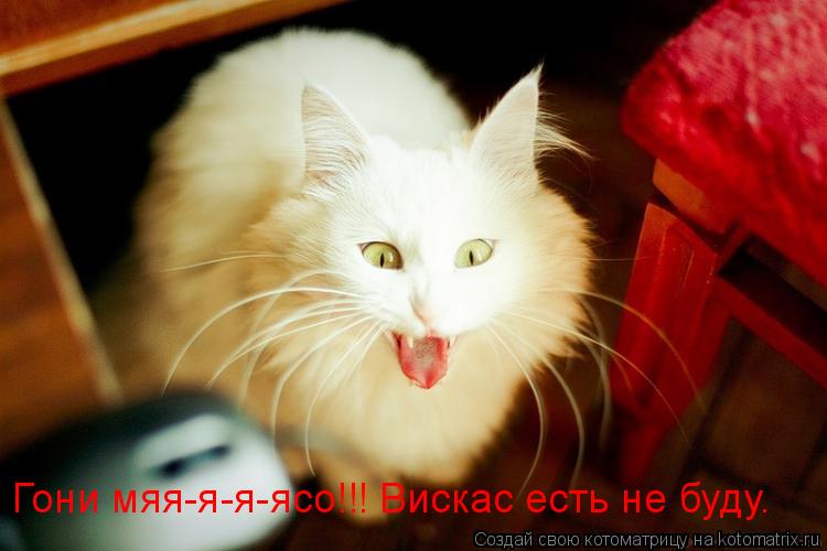Котоматрица: Гони мяя-я-я-ясо!!! Вискас есть не буду.