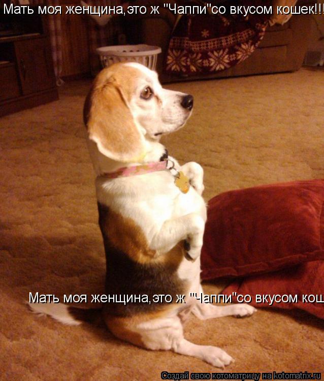 Котоматрица: Мать моя женщина,это ж "Чаппи"со вкусом кошек!!! Мать моя женщина,это ж "Чаппи"со вкусом кошек!!!