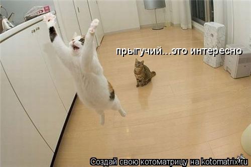 Котоматрица: прыгучий...это интересно