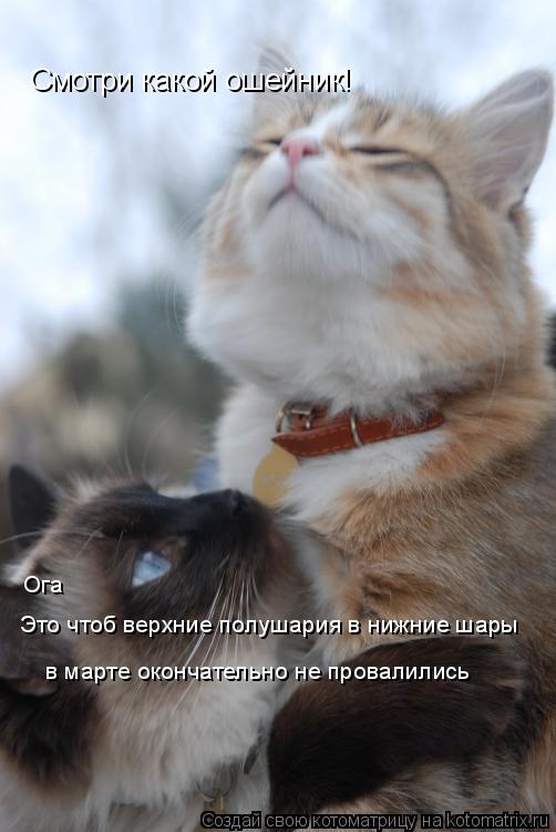 Котоматрица: Смотри какой ошейник! Это чтоб верхние полушария в нижние шары в марте окончательно не провалились Ога