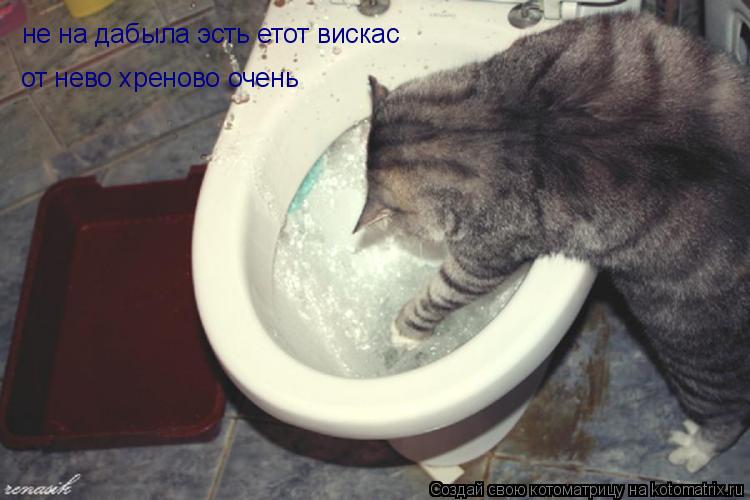 Котоматрица: не на дабыла эсть етот вискас  от нево хреново очень
