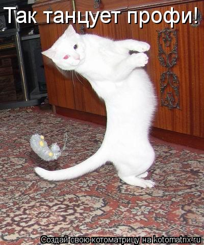 Котоматрица: Так танцует профи!