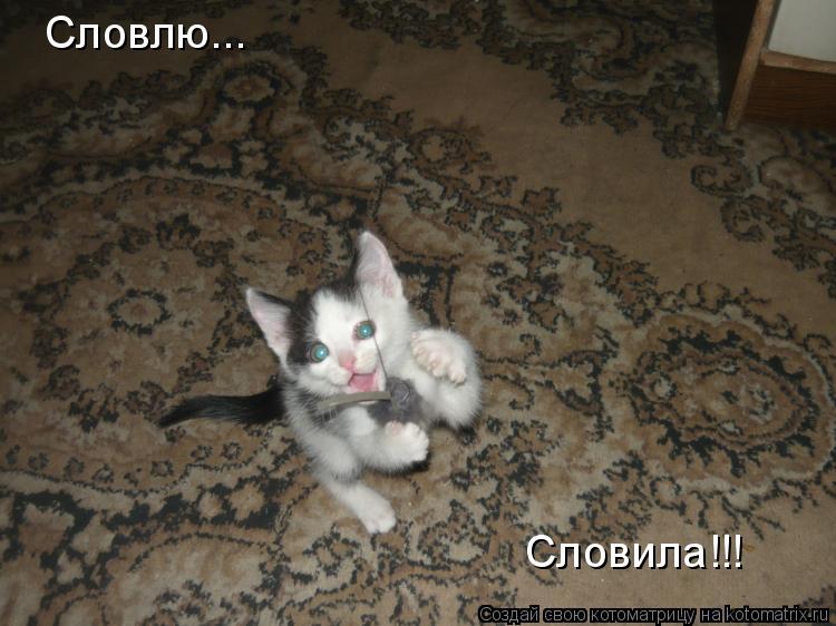 Котоматрица: Словлю... Словила!!!