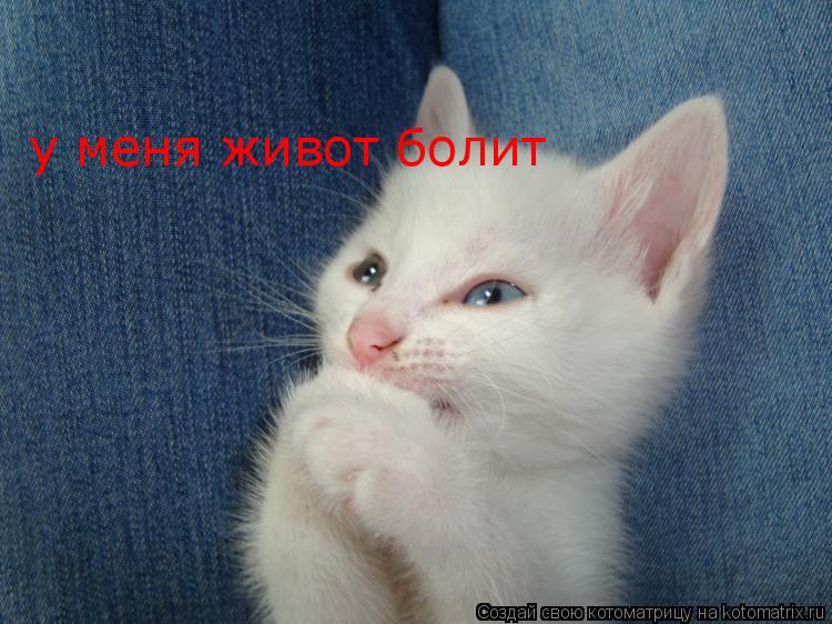 Котоматрица: у меня живот болит
