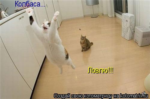 Котоматрица: Колбаса... Ловлю!!!