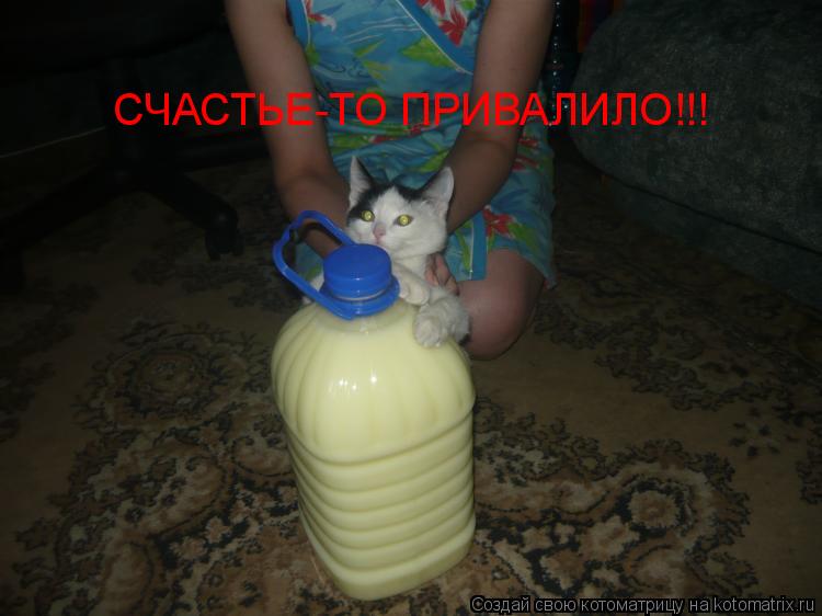 Котоматрица: СЧАСТЬЕ-ТО ПРИВАЛИЛО!!!