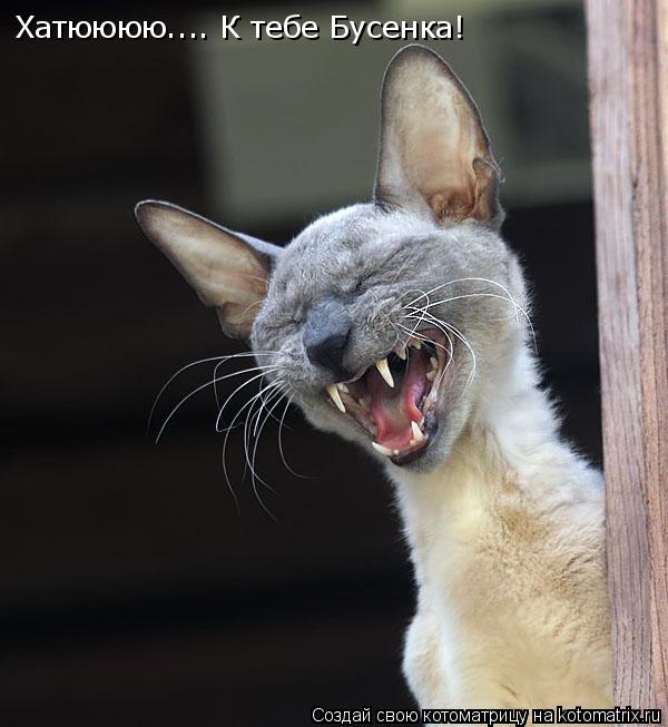 Котоматрица: Хатюююю.... К тебе Бусенка!