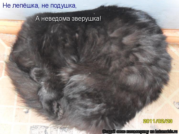 Котоматрица: Не лепёшка, не подушка, А неведома зверушка!