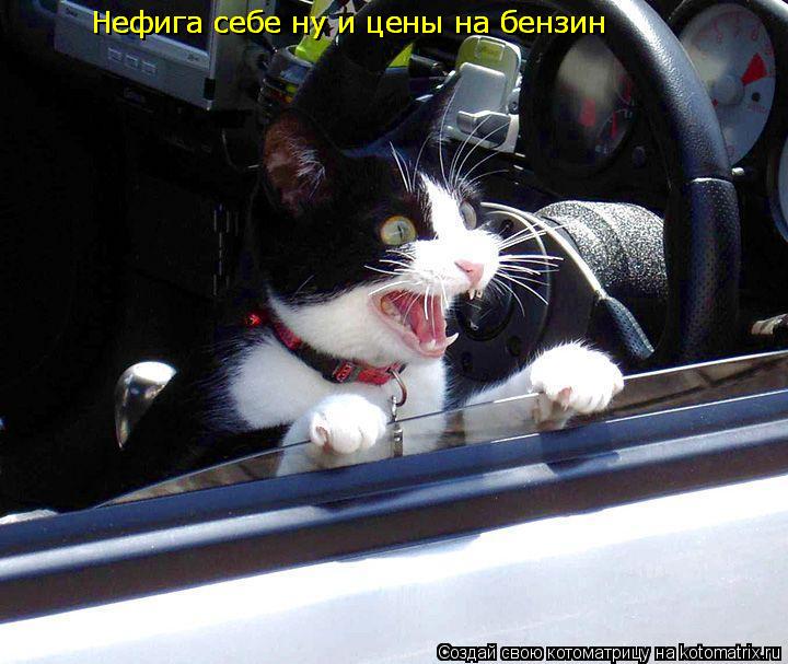 Котоматрица: Нефига себе ну и цены на бензин Нефига себе ну и цены на бензин. Нефига себе ну и цены на бензин Нефига себе ну и цены на бензин