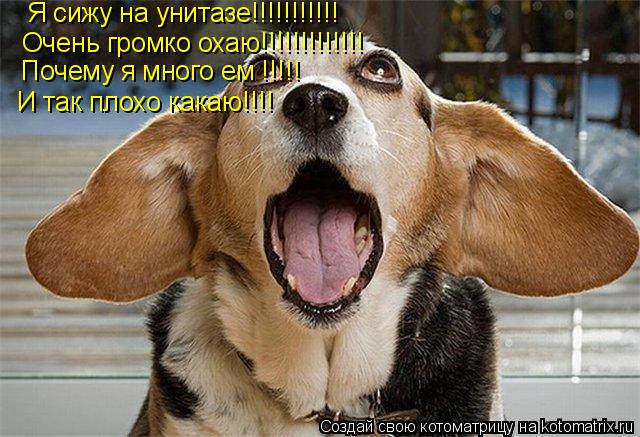 Котоматрица: Я сижу на унитазе!!!!!!!!!!! Очень громко охаю!!!!!!!!!!!!! Почему я много ем !!!!! И так плохо какаю!!!!