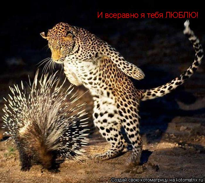 Котоматрица: И всеравно я тебя ЛЮБЛЮ!