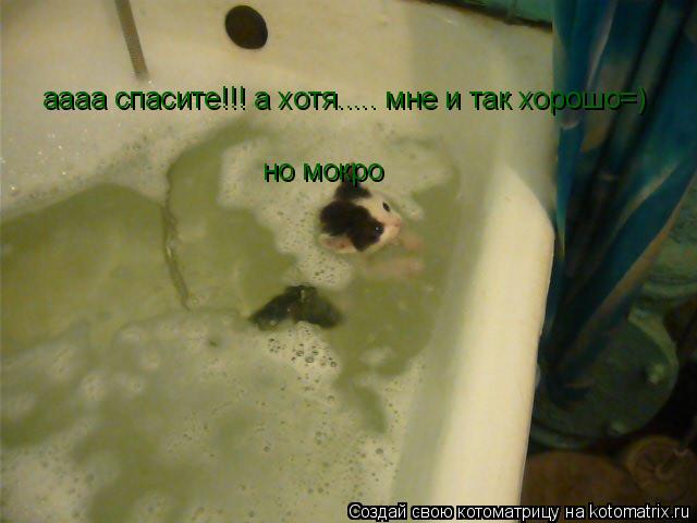 Котоматрица: аааа спасите!!! а хотя..... мне и так хорошо=) но мокро