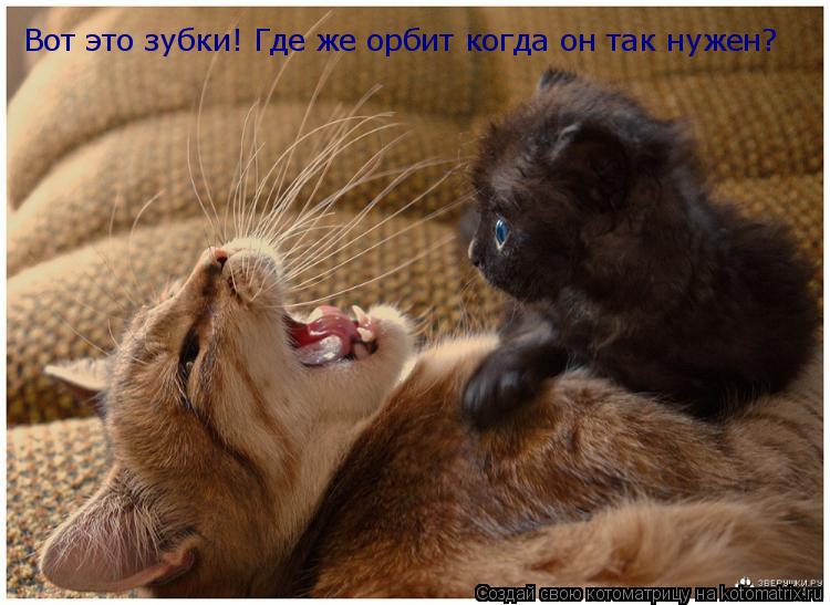 Котоматрица: Вот это зубки! Где же орбит когда он так нужен?