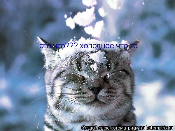 Котоматрица: это что??? холодное что то